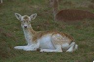 Picture of a Young Deer